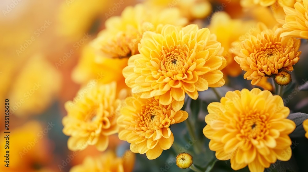 Yellow mums in close-up. Yellow mums in close-up.