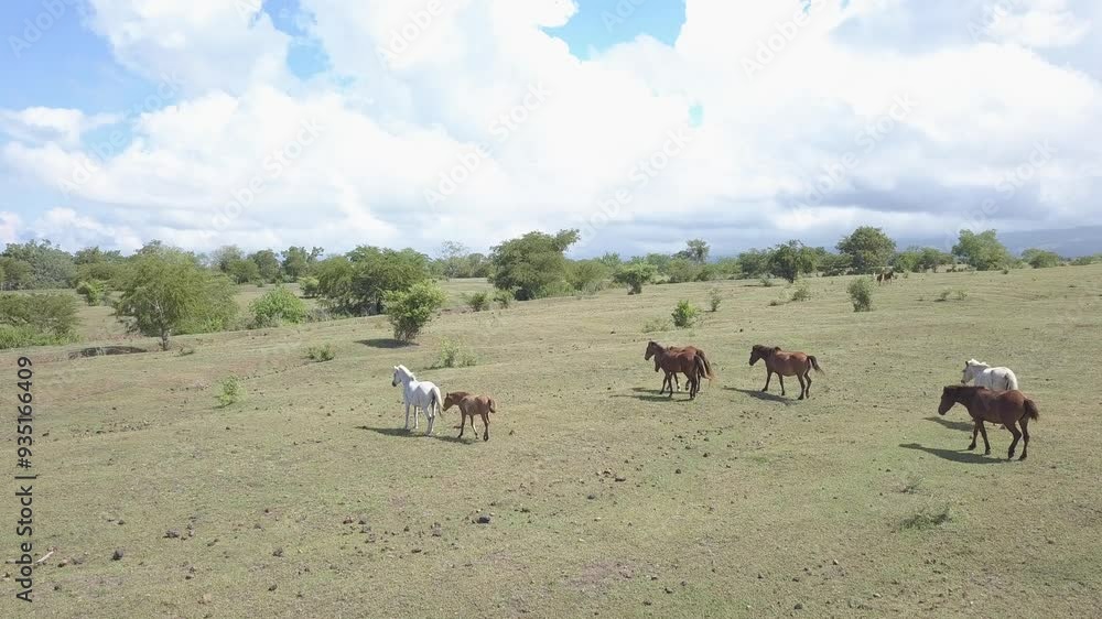 beautiful savana at doro ncanga geopark, bima west nusa tenggara indonesia. beautiful savana view with travel concept. drone view savana beautiful savana at doro ncanga geopark, bima west nusa tenggara indonesia. beautiful savana view with travel concept. drone view savana