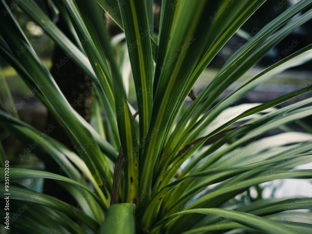 Fototapeta premium Plant leaves