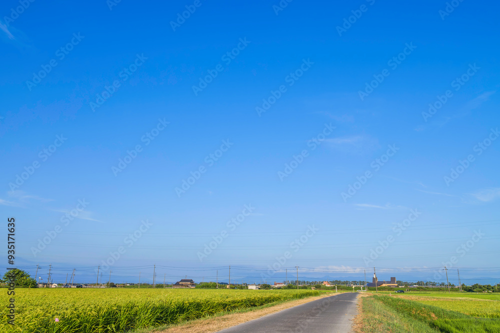 Beautiful rice field landscape with blue sky Beautiful rice field landscape with blue sky