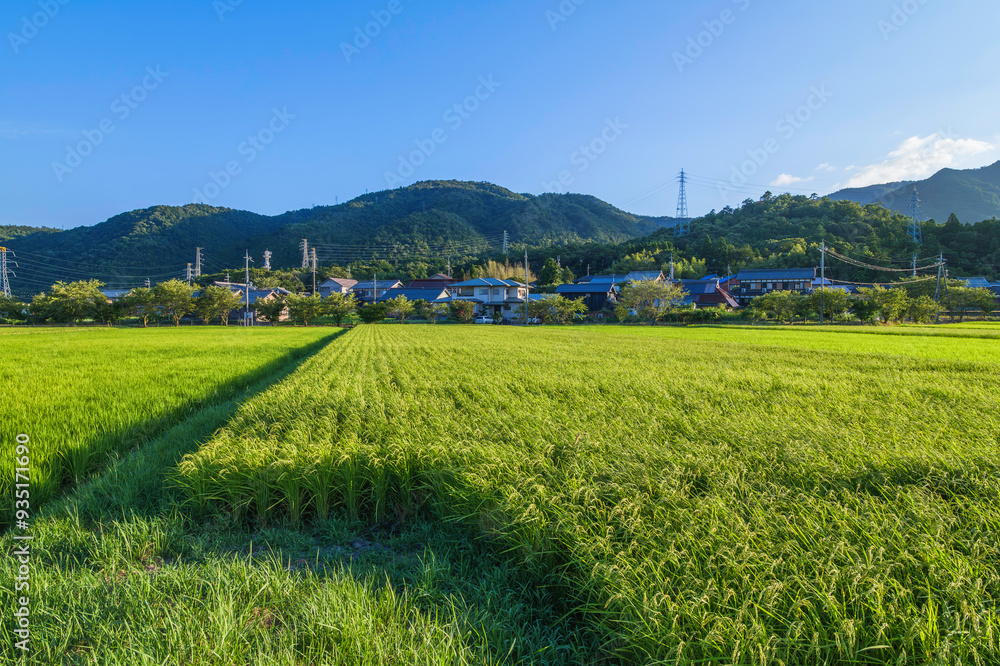 Beautiful rice field landscape with blue sky Beautiful rice field landscape with blue sky