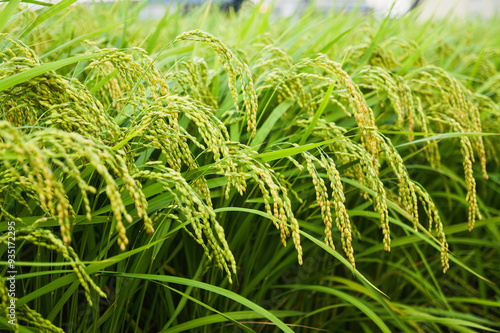 ear of paddy in rice field