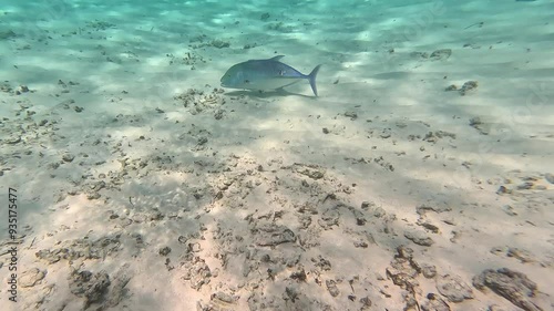 Fish Caranx melampygus swims over a sandy bottom with small pebbles in shallow, clear water. Light plays through the waves and sunlight. Maldives. photo