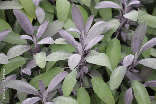 Salvia officinalis, sage plant in the garden. Close up. photo