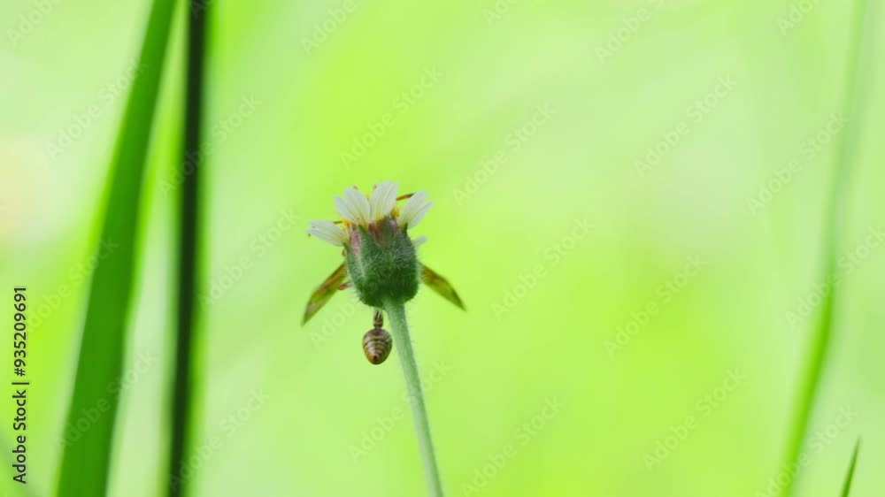 Video of bees flying around flowers and grass There is a gentle breeze blowing, giving a feeling of relaxation, comfort to the eyes, and peace of mind. Video of bees flying around flowers and grass There is a gentle breeze blowing, giving a feeling of relaxation, comfort to the eyes, and peace of mind.
