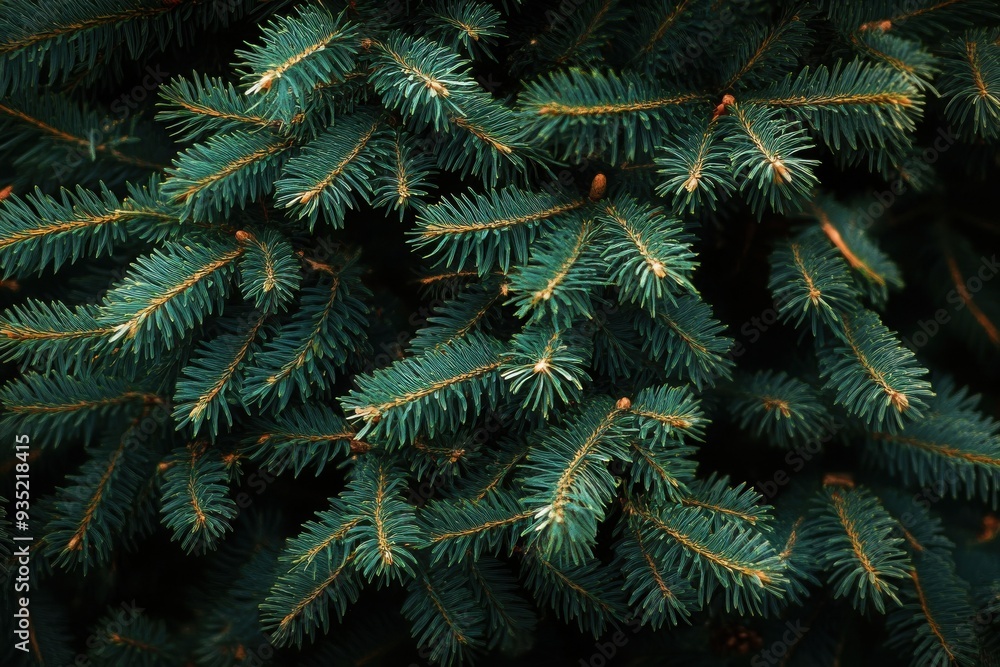 Origins of christmas tree leaves and branches Origins of christmas tree leaves and branches