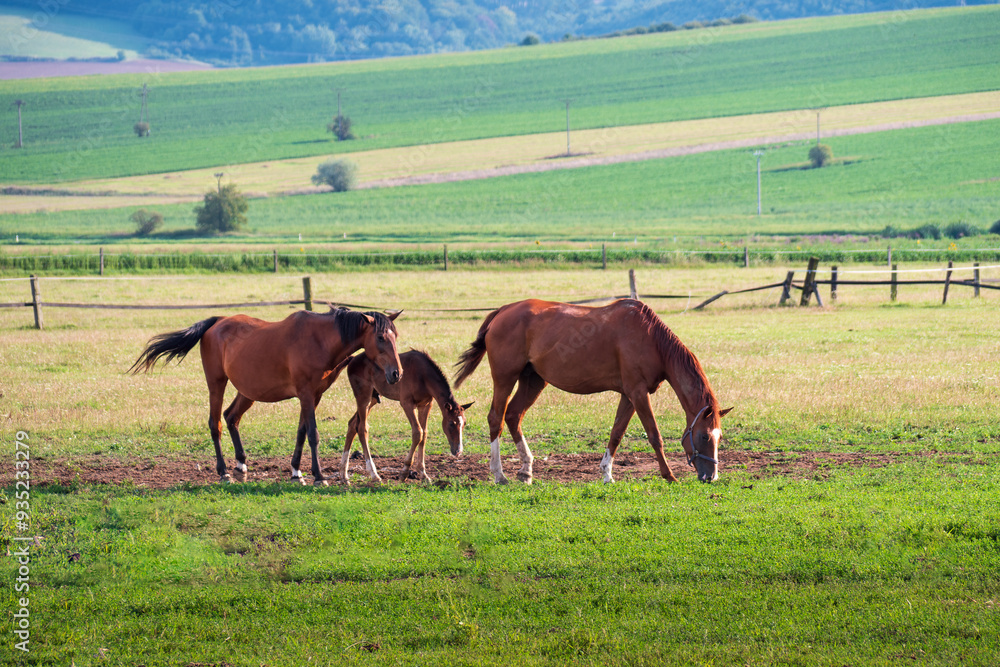 Fototapeta premium Foals are tied not only to their mothers, but also to the herd, i.e. already at the age of a few weeks they refuse to leave it, even if the mother is taken away.