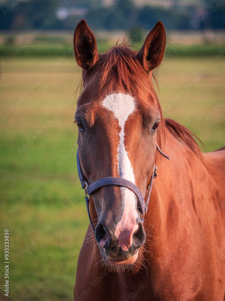 Powerful beautiful brown horse standing on pasture. A beautiful portrait of a horse. Powerful beautiful brown horse standing on pasture. A beautiful portrait of a horse.