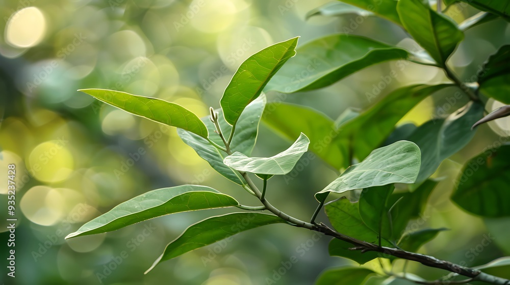 Green foliage of a camphor branch or cinnamon camphora on a backdrop of nature
