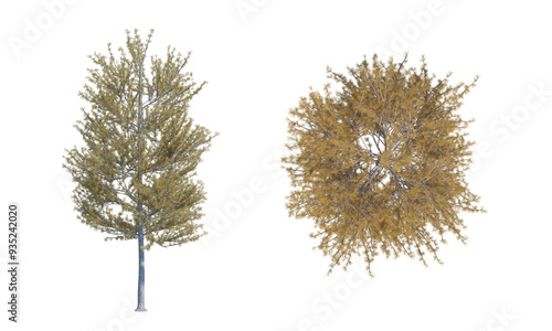 Tamarack autumn tree set png alpha chanel photo