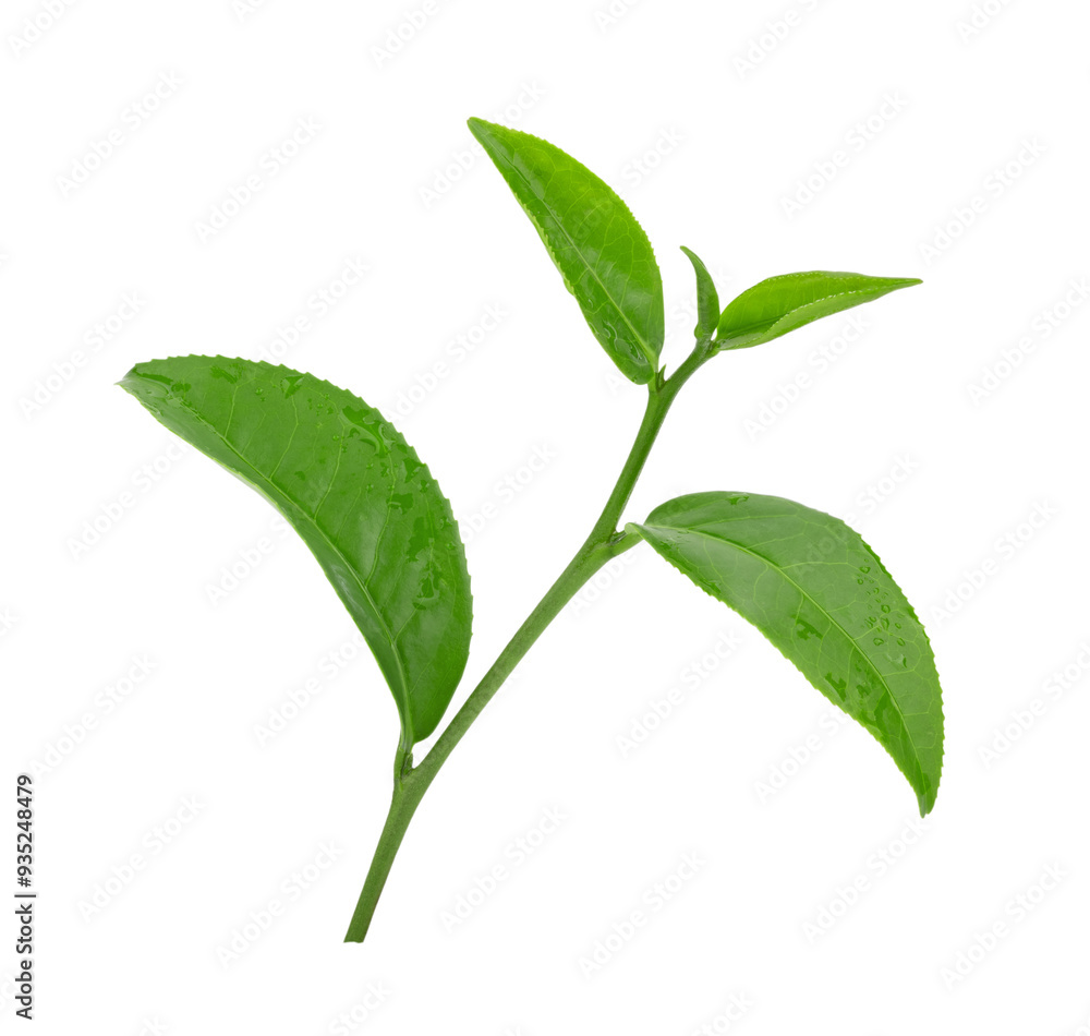 fresh green tea isolated on transparent png fresh green tea isolated on transparent png