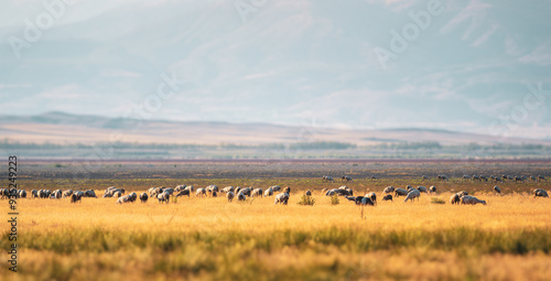 A flock of sheep grazing on the dried-up Karataş Lake in Burdur photo