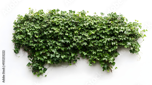 Fresh green grass on a white background