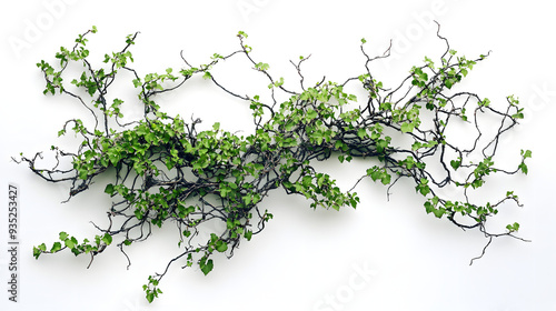 Fresh green grass on a white background