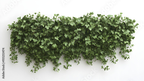 Fresh green grass on a white background