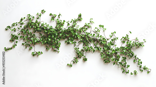 Fresh green grass on a white background