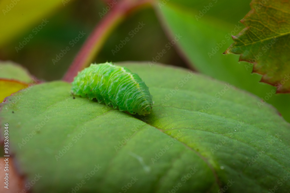 Fototapeta premium worm on a leaf