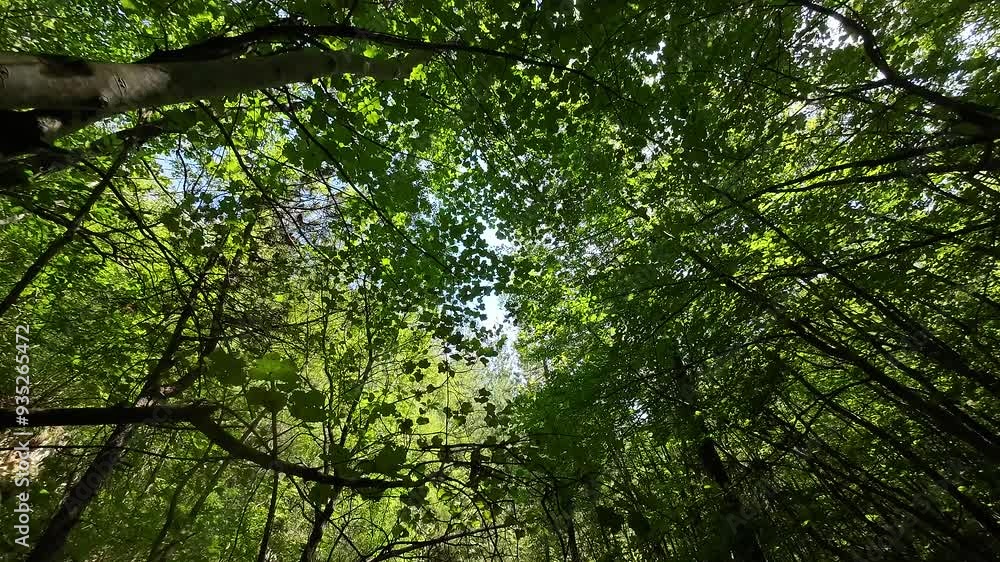 FPV drone cinematic camera moving through forest above small creek with fresh drinking water FPV drone cinematic camera moving through forest above small creek with fresh drinking water