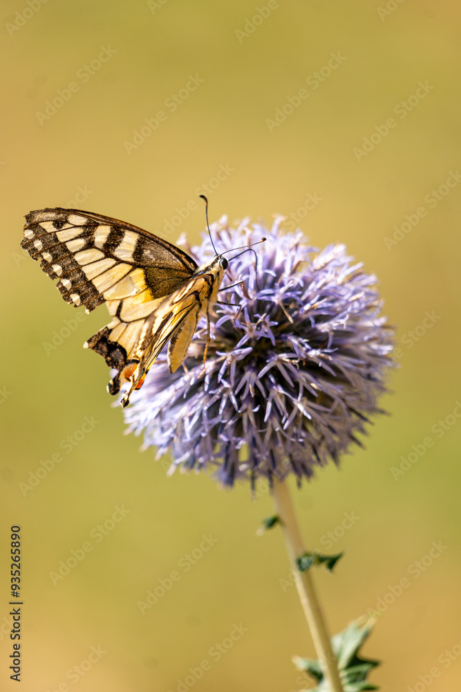 butterfly on flower