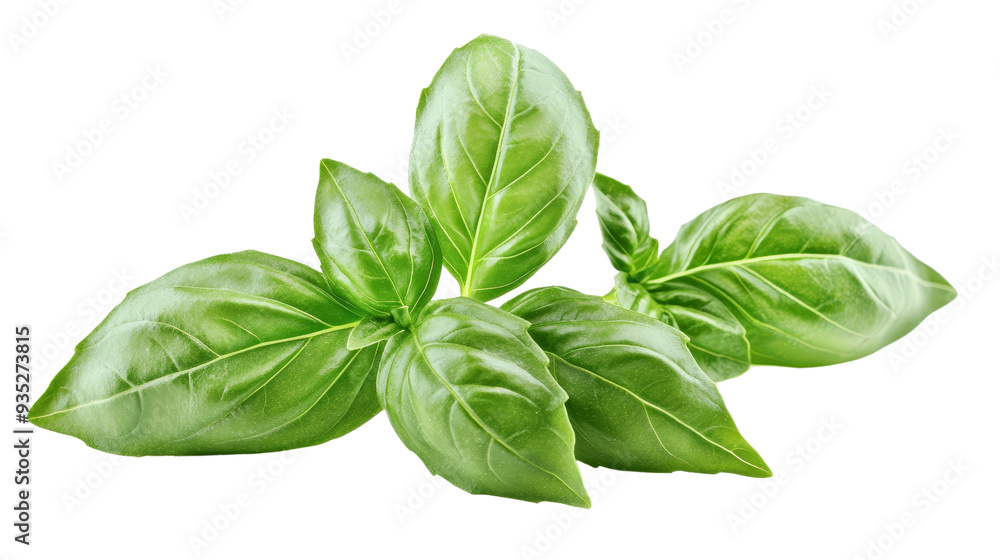 Fresh basil leaves showcasing vibrant green color and smooth texture, perfect for culinary presentations and herbal decor. Fresh basil leaves showcasing vibrant green color and smooth texture, perfect for culinary presentations and herbal decor.