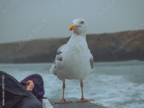 A wild herring gull hitching a lift on a boat to Skomer island, Pembrokeshire, Wales photo