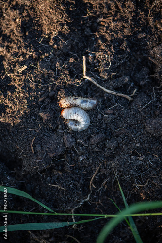 Engerlinge auf Erde, Larve von Käfer,  photo