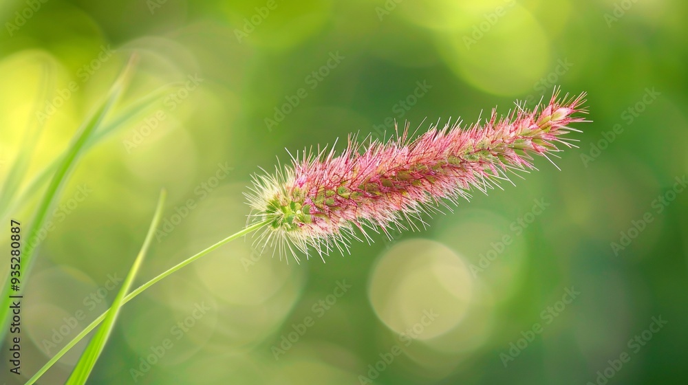 3. High-definition closeup of a grass flower in sharp focus, with a lush, blurred green background featuring gentle patterns, offering a creative banner with copy space. 3. High-definition closeup of a grass flower in sharp focus, with a lush, blurred green background featuring gentle patterns, offering a creative banner with copy space.