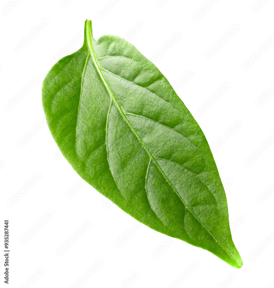 Obraz premium leaf of red hot chili peppers isolated on white background clipping path