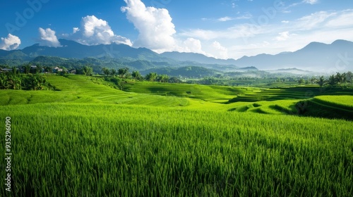 Lush Green Rice Terraces with Mountainous Backdrop on a Sunny Day