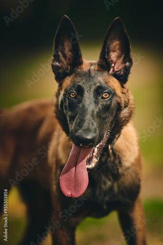 Pastore belga malinois