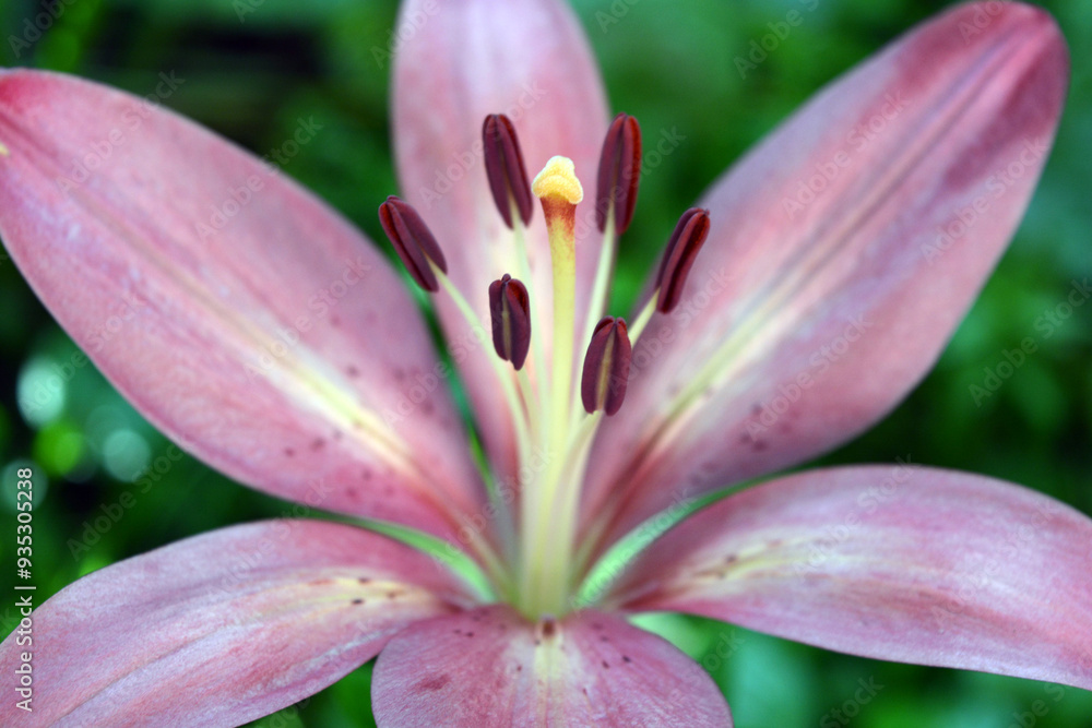 Beautiful and bright weather with beautiful nature and plants. Festive, colorful brown, pink and yellow flowering lilies, flowers, flower beds. Beautiful and bright weather with beautiful nature and plants. Festive, colorful brown, pink and yellow flowering lilies, flowers, flower beds.