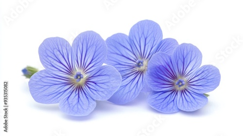 Vibrant Close-Up of Speedwell Flower Against White Background - Nature Photography