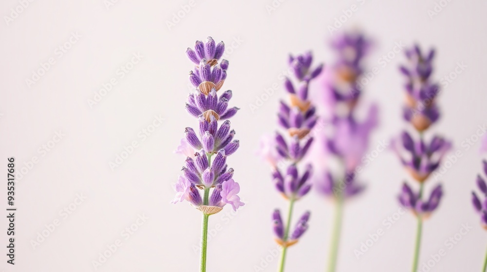 Obraz premium Stunning Close-Up Shot of Lavender Flower on White Background - Floral Beauty in Detail