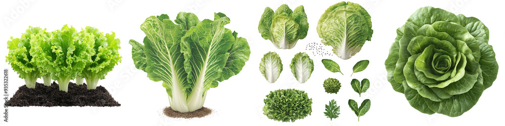 Fototapeta premium Top view showcasing a variety of lettuce plants in different growth stages, highlighting detailed green foliage and soil contrast.