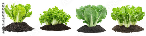 Top view of fresh green lettuce plants growing in rich soil, neatly arranged in a row on a transparent background.