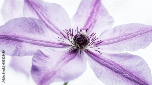 Wallpaper Mural Vibrant Close-Up of Clematis Flower on White Background - Beautiful Floral Photography Torontodigital.ca