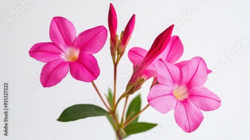 Close-up shot of vibrant oleander flower blooming against white background.