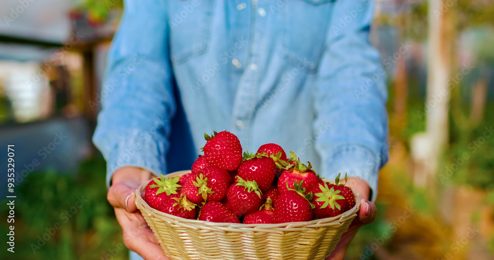 Close up portrait of hands with basket full of strawberries. Freshly picked ripe summer berries. Season harvesting. Close up portrait of hands with basket full of strawberries. Freshly picked ripe summer berries. Season harvesting.