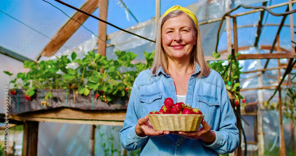 Close up portrait of old Caucasian woman holding basket full of freshly picked strawberries smiles. On the background is greenhouse with different kinds of plants.