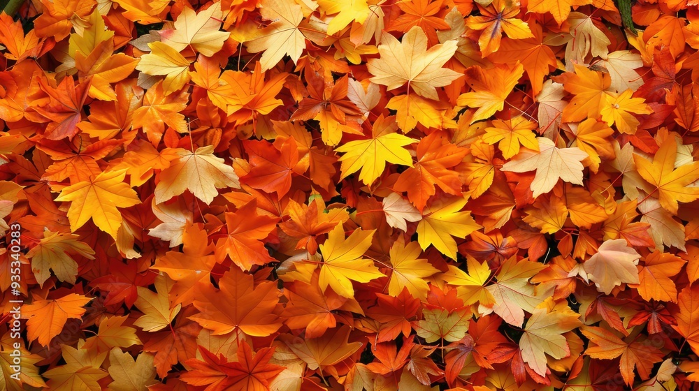 Bright autumn leaves of different colors. Bright autumn leaves of different colors.