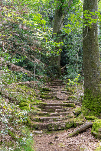 Treppe im Wald photo