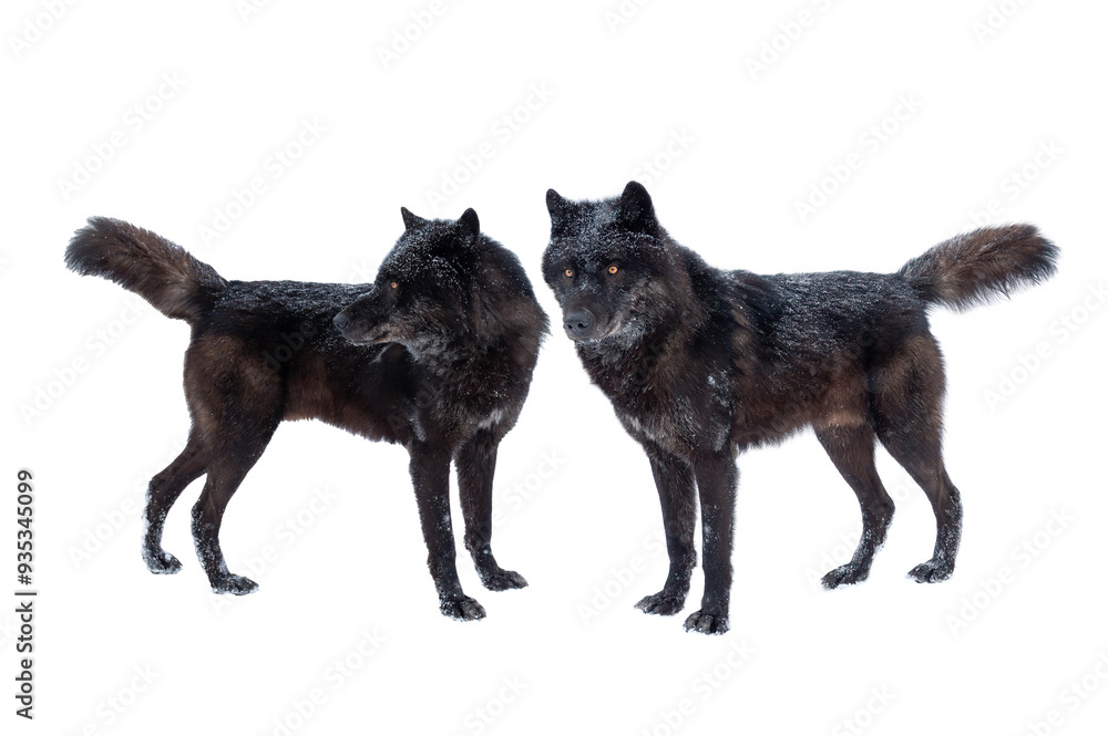two canadian black wolf isolated on white background. two canadian black wolf isolated on white background.