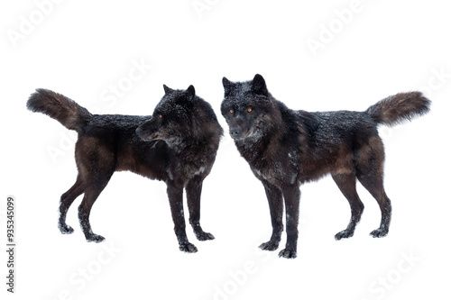 two canadian black wolf isolated on white background.