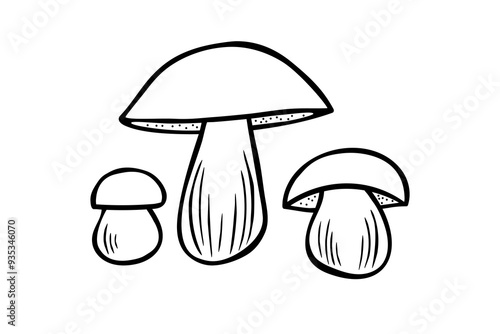 Bolete mushrooms, line art vector illustration.
