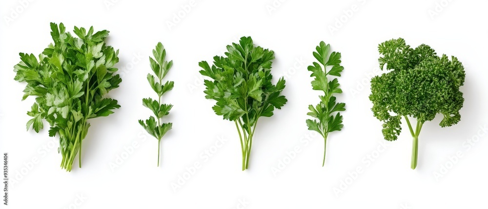 Five Parsley Sprigs on White Background. Five Parsley Sprigs on White Background.