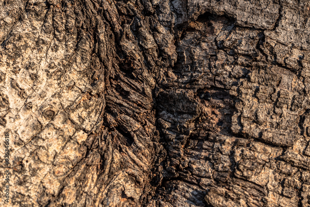 Weathered old wood texture background Weathered old wood texture background