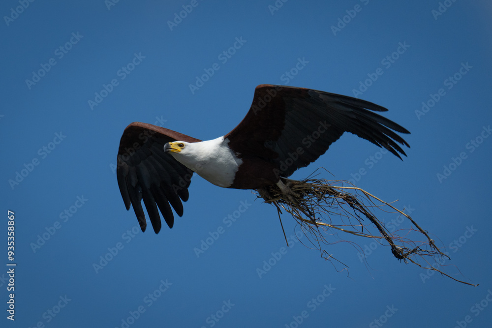 African fish eagle flying carrying nesting material African fish eagle flying carrying nesting material