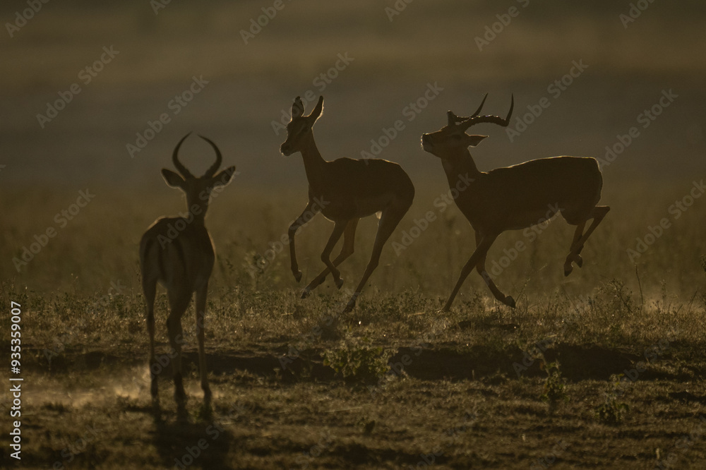 Male impala watches another galloping after female Male impala watches another galloping after female