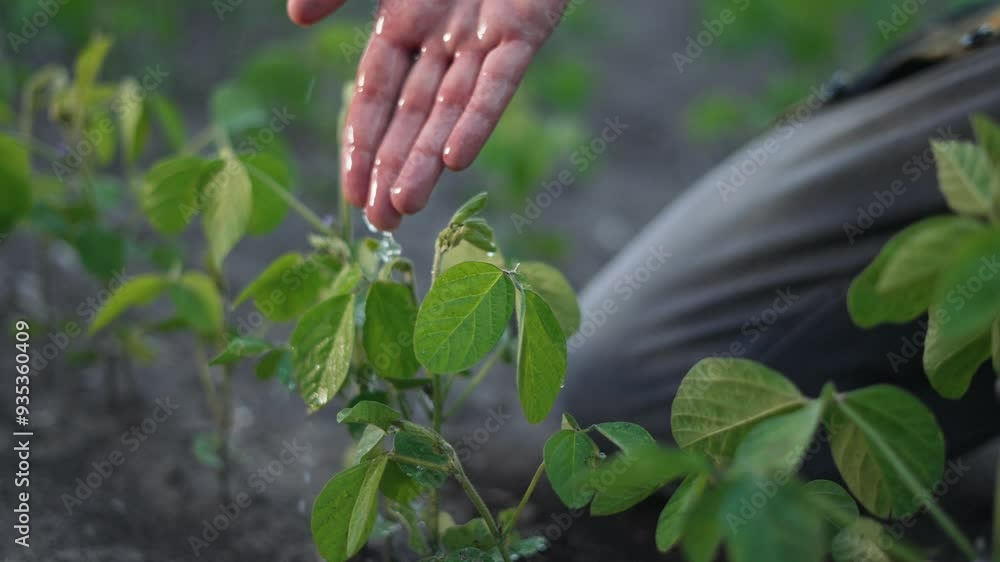 Farmer watering plants on farm. Close-up of farmer hand pouring water on green plants. Water drops on farmer hand in field. Farmer hand tending to plants with water. Agriculture water on farm. Farmer watering plants on farm. Close-up of farmer hand pouring water on green plants. Water drops on farmer hand in field. Farmer hand tending to plants with water. Agriculture water on farm.