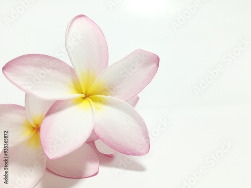 Isolated,frangipani flower blossom in the room with on white background 